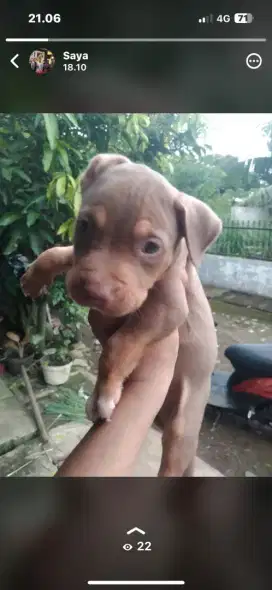 Pitbull Redtan dan lainnya