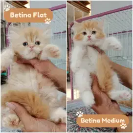 Kitten Persia Flatnose Betina
