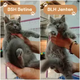 Kucing BSH Betina dan BLH Jantan