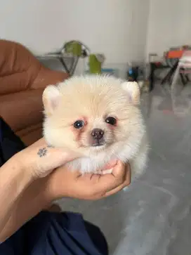 Minipom murah dijual