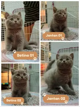 OpenBook BSH Ready Juni 2025