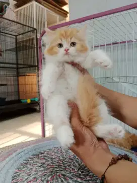 Kucing Persia Betina