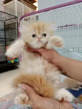 Kucing Persia Flatnose Betina