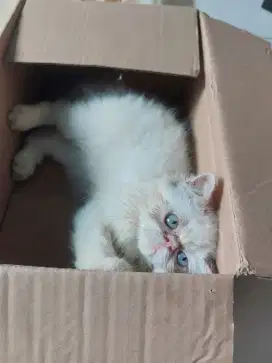 Kitten peaknose