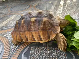 Sulcata kelamin betina