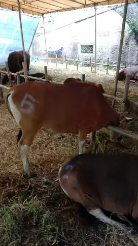 sapi bali sapi kupang berat 250 kg sapi qurban 2025