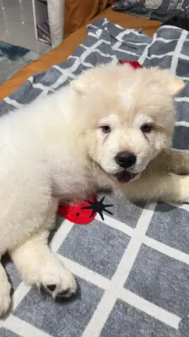 Anjing Chow Chow
