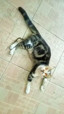 Dicari Adopter Kucing Marble