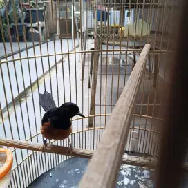 Murai batu Medan gacor
