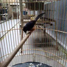 Murai batu Medan gacor