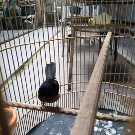 Murai batu Medan gacor