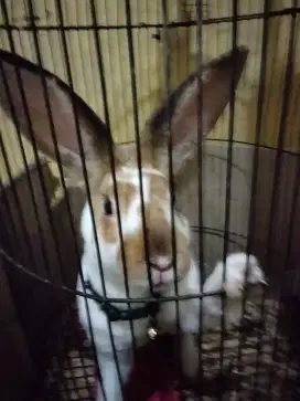 Kelinci hias jenis Rex usia 4-5 bulan