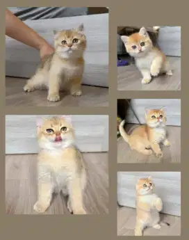 British shorthair golden nonped