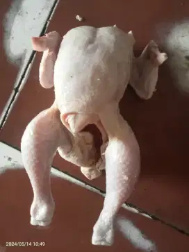 Ayam karkas segar