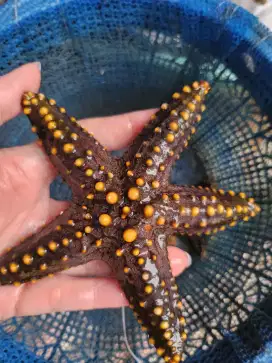 Bintang Laut /Starfish , ikan hias Air laut