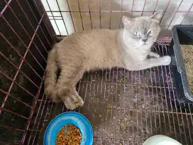 Siap adopt, kucing berbagai jenis