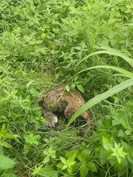 Musang pandan dewasa baru dapat di belakang rumah
