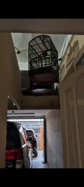 Dijual pasangan Cucak Rawa