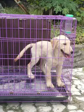 Golden Retriever Betina Stamboom