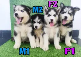 Siberian Husky Jantan Betina Stamboom