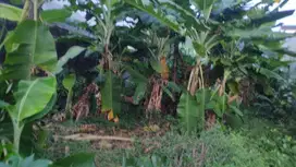 Dijual Tanah  Daerah Tanjung Barat Jakarta Selatan