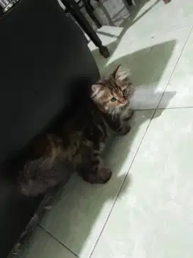 open adop kitten persia