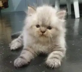 Lepas Adopsi Kitten Persia Jantan