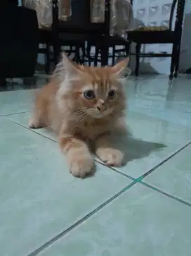di jual kucing persia