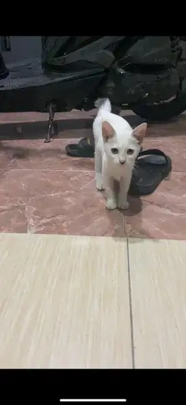Kitten mixdome betina