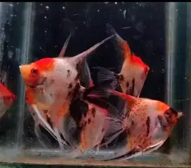 Manfish Red Devil