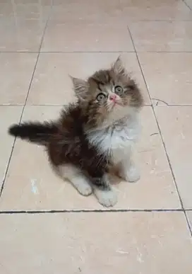 KITTEN PERSIA LONGHAIR