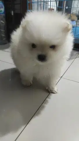 Super minipom jantan white