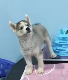 anak anjing husky pure betina mata biru