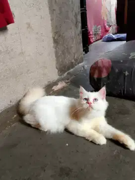 persia flatnose jantan 3