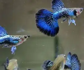 Guppy blue dragon grade A perpasang
