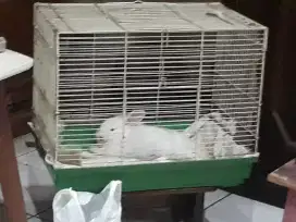 Kelinci putih mata merah istimewah