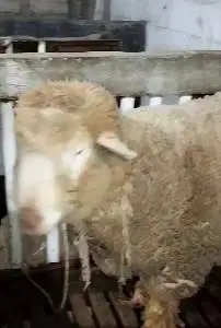 domba merino jantan 100kilo timbang hidup siap hewan qurban 2025 puas
