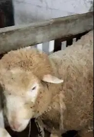 domba merino jantan super 100kilo timbang real siap kurban 2025 manteb