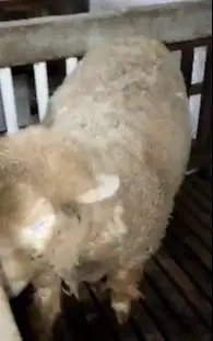 domba merino jantan 100kilo timbang hidup siap kurban 2025 rawatan top