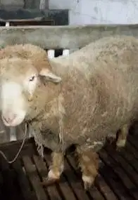 domba merino jantan 100kiloan timbang real siap qurban 2025 rawatan ok
