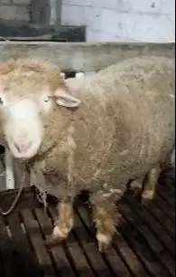 domba merino jantan 100kilo siap domba qurban terbaik 2025 timbang top