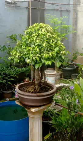 Bonsai Beringin