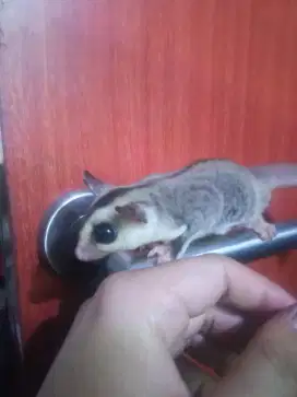 Sugar Glider White face ph creamino