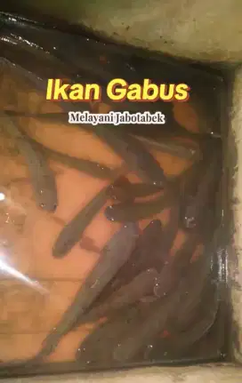 Sentra makanan toko gabus center