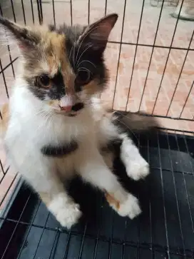 Kucing persia callico betina 8 bulan siap kawin