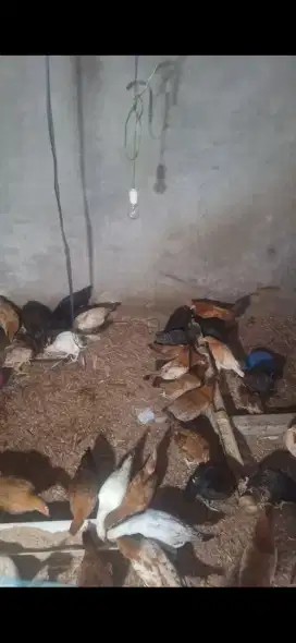 Ayam kampung KUB n Merawang