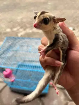 Sugar Glider WhiteFace Jinak.