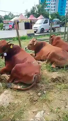 Sapi qurban 2025 Sapi Madura Free Ongkir & Perawatan Jakarta Timur