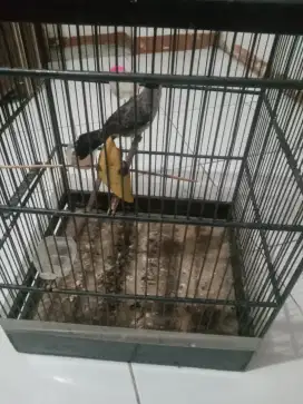 Jual burung kutilang