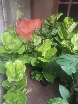Tanaman hias pohon Ketapang biola